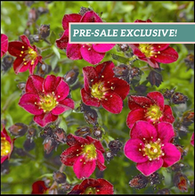 Load image into Gallery viewer, Saxifraga Touran™ &#39;Deep Red&#39;
