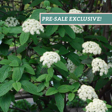 Load image into Gallery viewer, Viburnum &#39;Alleghany&#39;
