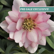 Load image into Gallery viewer, Helleborus &#39;Cotton Candy&#39;
