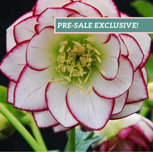 Load image into Gallery viewer, Helleborus &#39;Fire &amp; Ice&#39;
