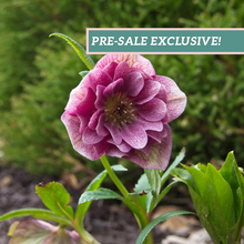 Load image into Gallery viewer, Helleborus &#39;Maid of Honor&#39;
