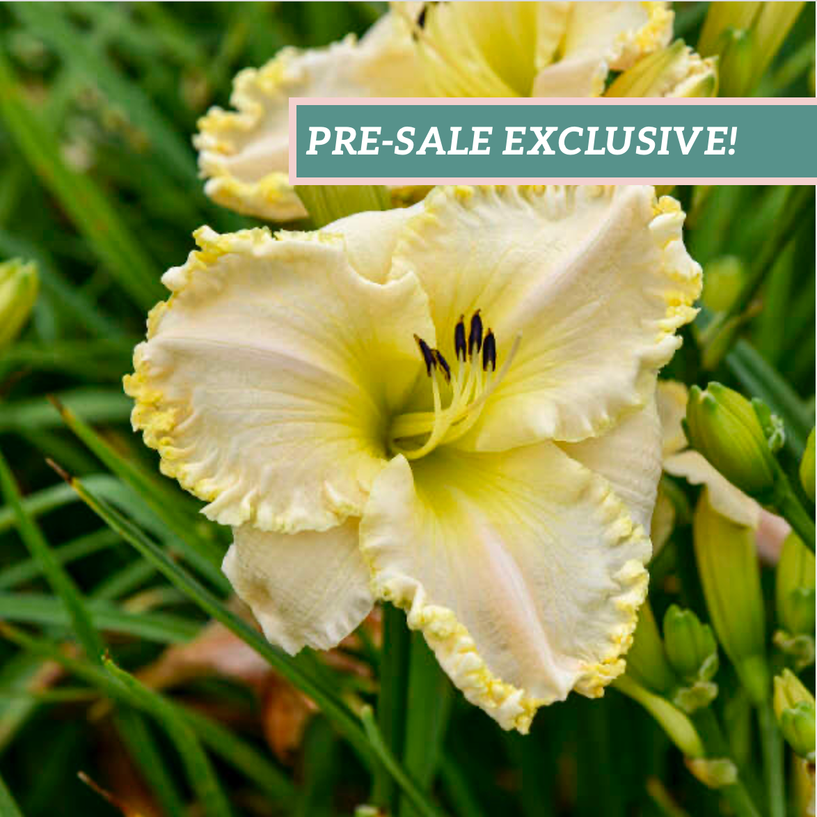 Daylily 'Marque Moon'