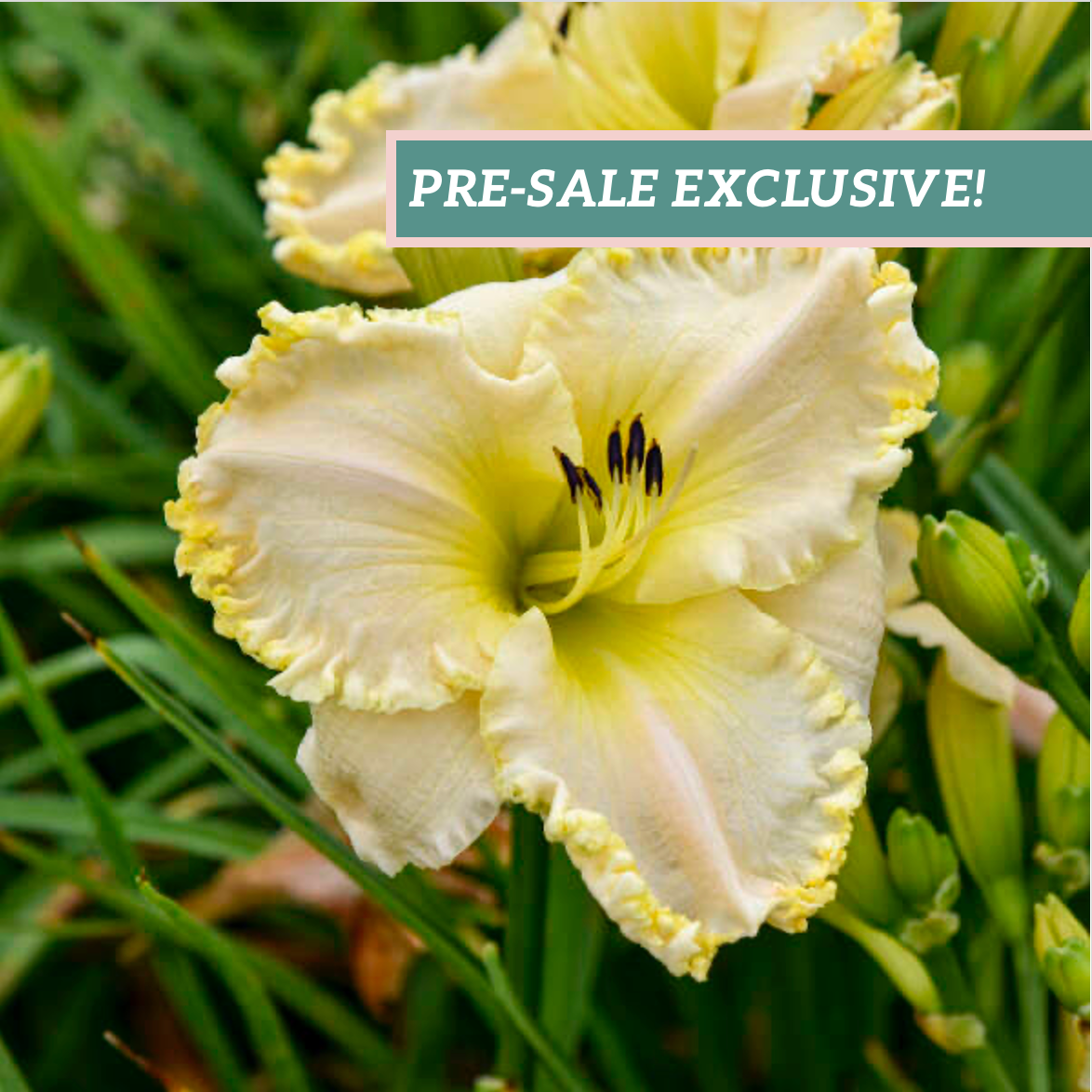 Daylily 'Marque Moon' – BloomBox