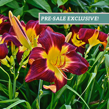Load image into Gallery viewer, Daylily &#39;Persian Ruby&#39;
