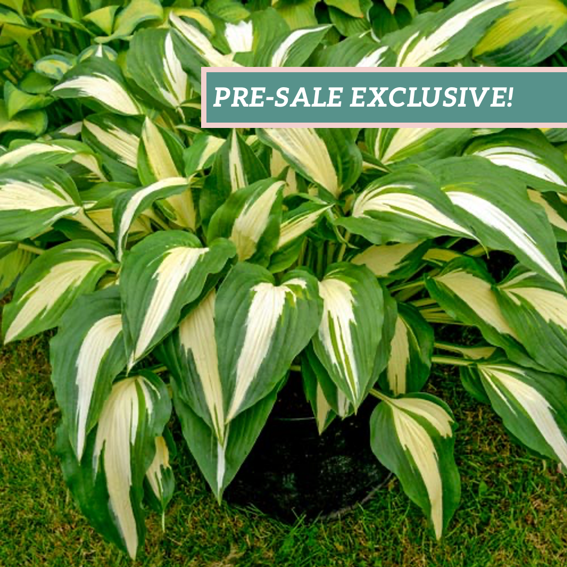 Hosta night on sale before christmas