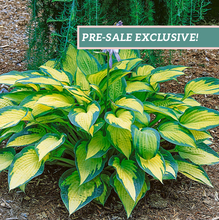 Load image into Gallery viewer, Hosta &#39;Paul&#39;s Glory&#39;
