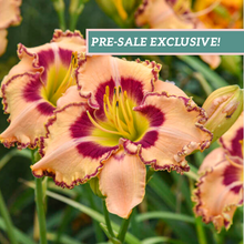 Load image into Gallery viewer, Daylily &#39;King of Ages&#39;
