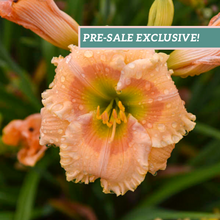 Load image into Gallery viewer, Daylily &#39;Orange Smoothnie&#39;
