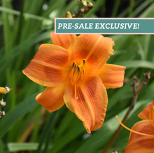 Load image into Gallery viewer, Daylily &#39;Rocket City&#39;
