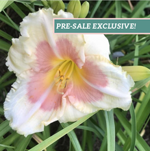 Load image into Gallery viewer, Daylily &#39;When My Sweetheart Returns&#39;
