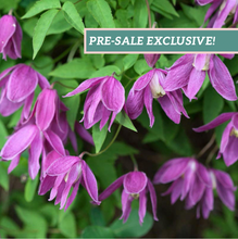 Load image into Gallery viewer, Clematis &#39;Constance&#39;
