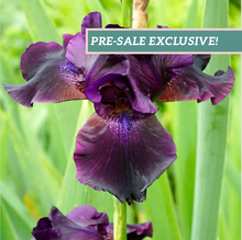Load image into Gallery viewer, German Iris &#39;Superstition&#39;
