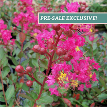 Load image into Gallery viewer, Crape Myrtle &#39;Center Punch&#39;
