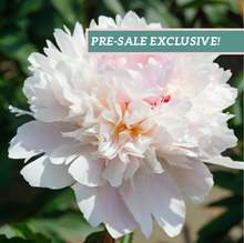 Load image into Gallery viewer, Peony &#39;Alertie&#39;
