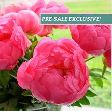 Load image into Gallery viewer, Peony 'Cytherea''
