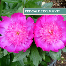 Load image into Gallery viewer, Peony &#39;Easy Lavender&#39;&#39;
