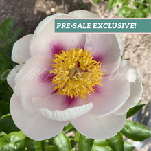 Load image into Gallery viewer, Peony 'Folk Art'

