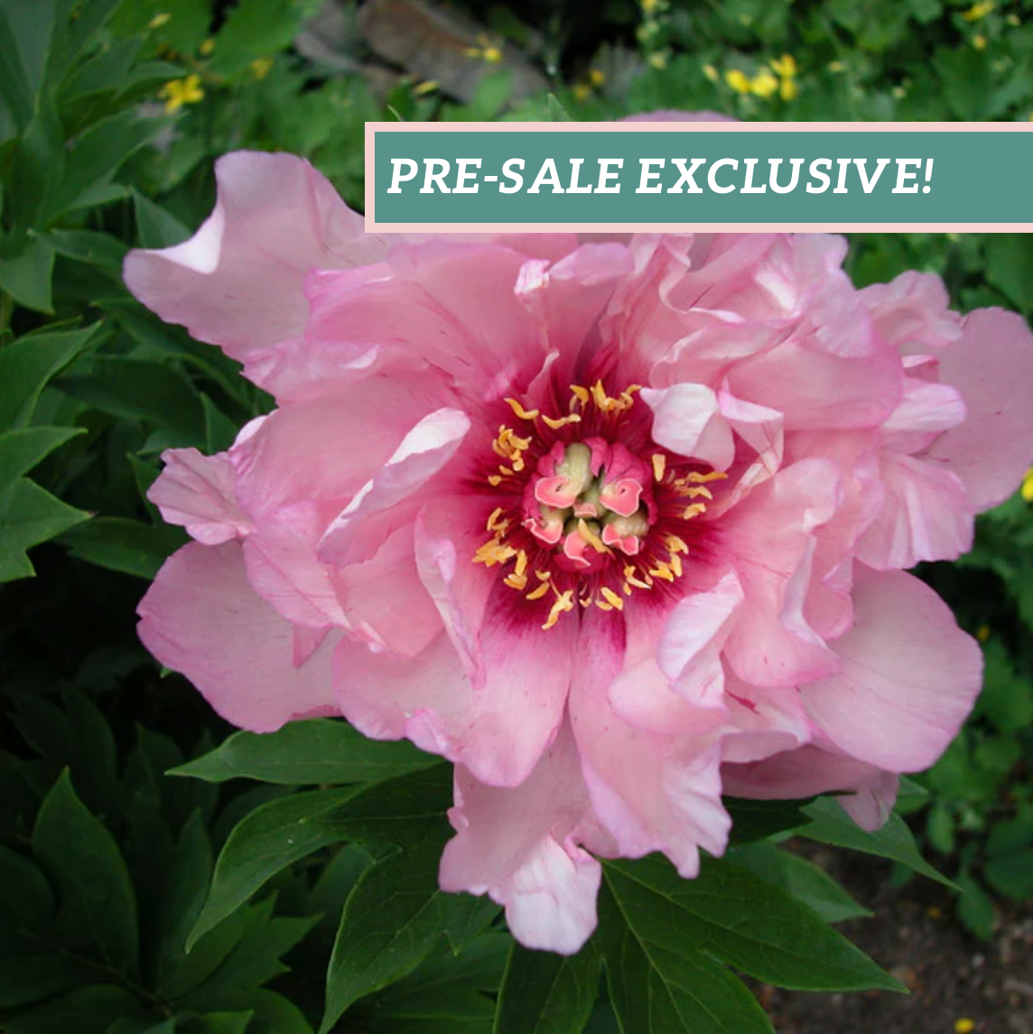 Peony 'Itoh First Arrival'