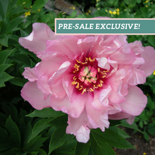 Load image into Gallery viewer, Peony &#39;Itoh First Arrival&#39;
