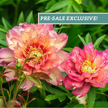 Load image into Gallery viewer, Peony &#39;Itoh Julia Rose&#39;
