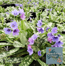 Load image into Gallery viewer, Pulmonaria &#39;Trevi Fountain&#39; - Brandywine Cottage Collection
