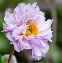 Load image into Gallery viewer, Anemone &#39;Frilly Knickers&#39;
