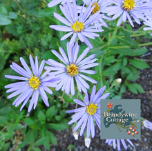 Load image into Gallery viewer, Aster &#39;Twilight&#39; - Brandywine Cottage Collection

