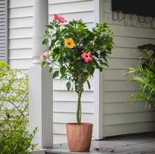 Load image into Gallery viewer, Braided Hibiscus Tree

