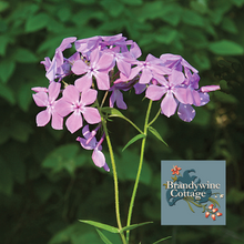 Load image into Gallery viewer, Phlox pilosa (Downy Phlox) - Brandywine Cottage Collection
