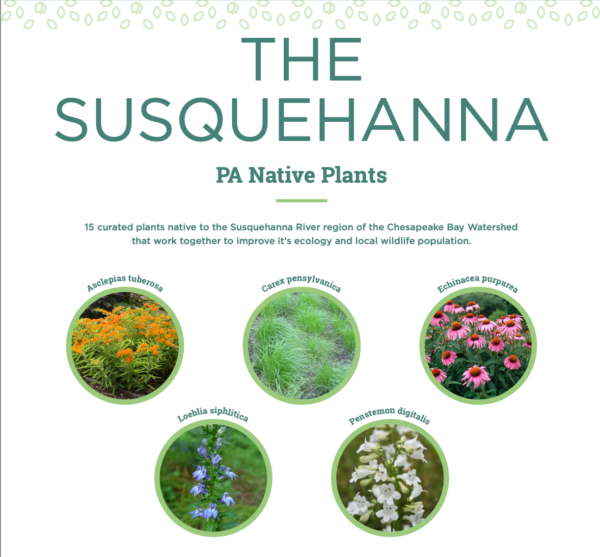 Chesapeake Bay Foundation Garden Kit - The Susquehanna