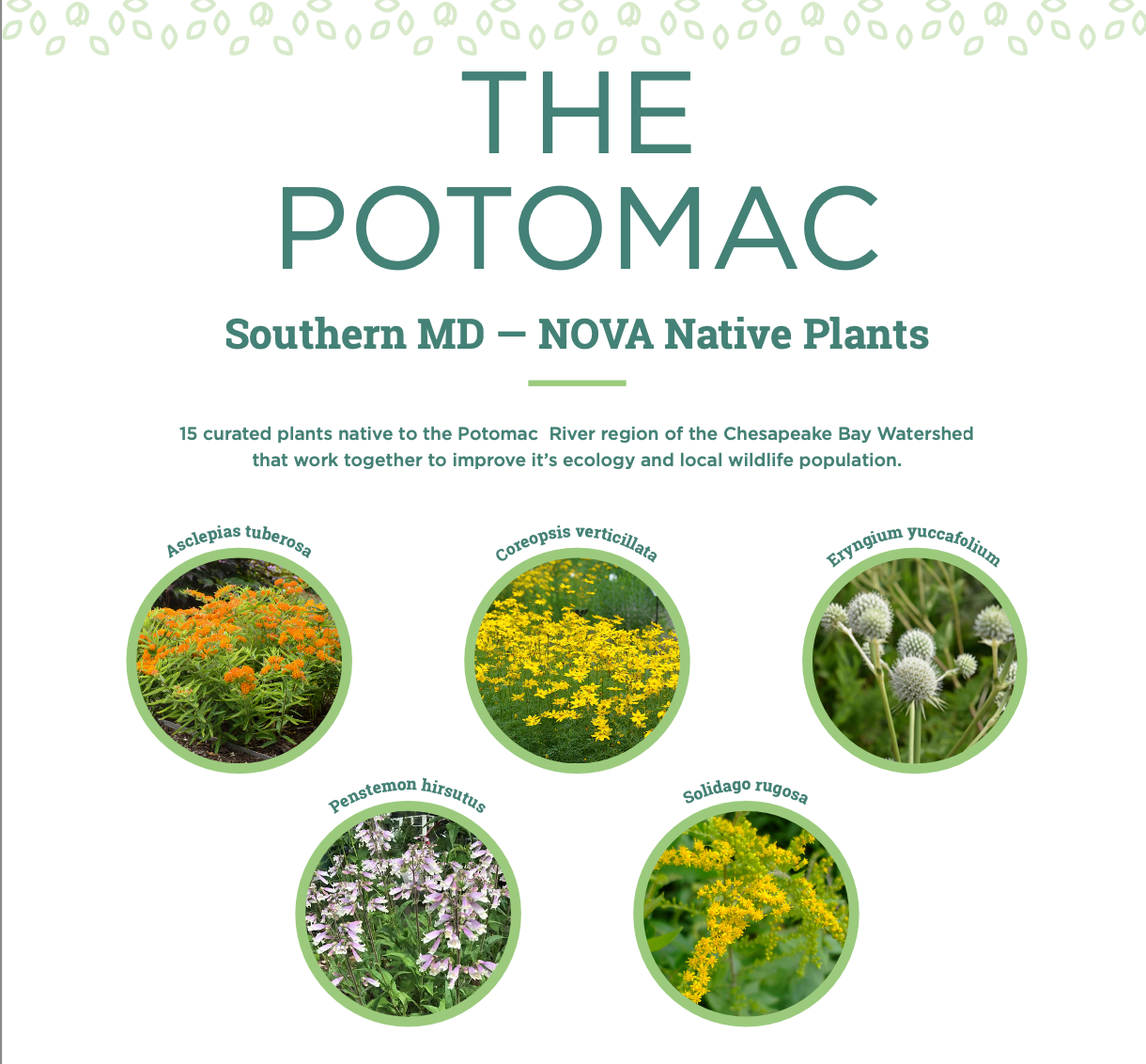 Chesapeake Bay Foundation Garden Kit - The Potomac