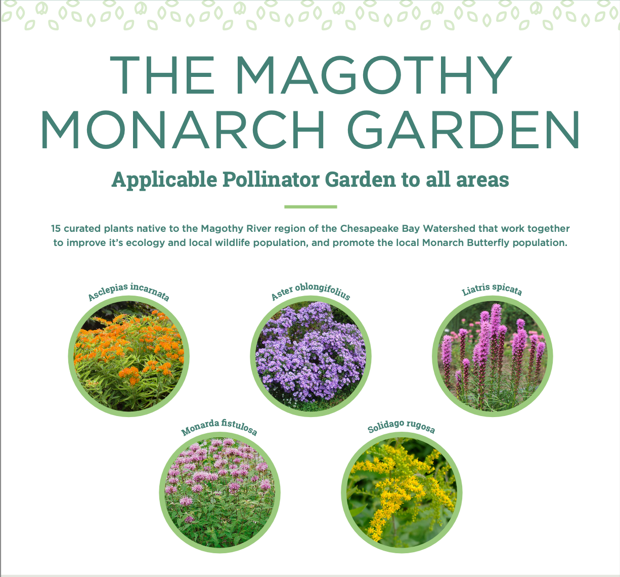 Chesapeake Bay Foundation Garden Kit - The Magothy Monarch Garden