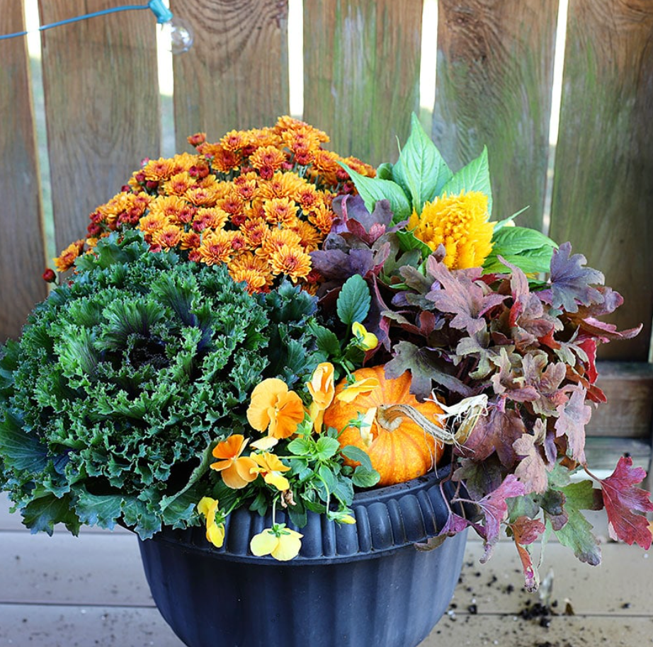 'Pumpkin Pie' DIY Container Kit