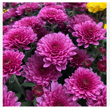 Load image into Gallery viewer, Mum - 2 Gallon

