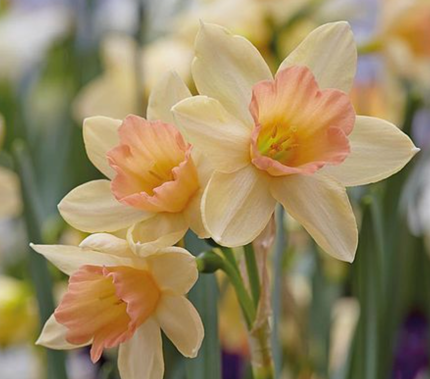 Daffodil 'Blushing Lady'