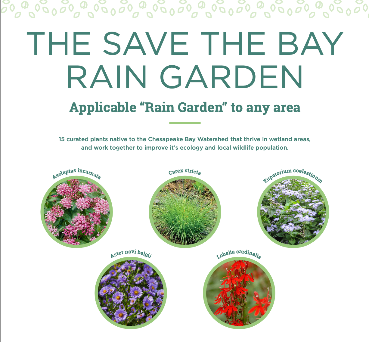 Chesapeake Bay Foundation Garden Kit- 'Save the Bay' Rain Garden