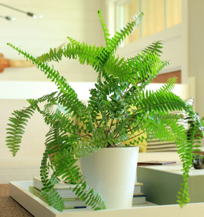 Australian Sword Fern
