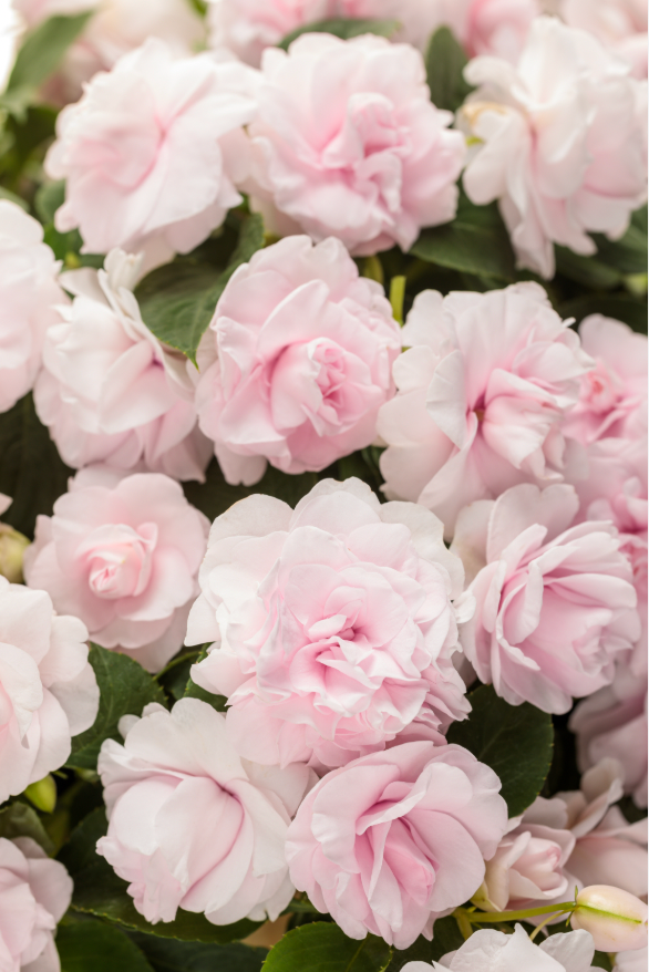 Double Impatiens