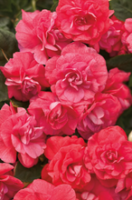Load image into Gallery viewer, Double Impatiens
