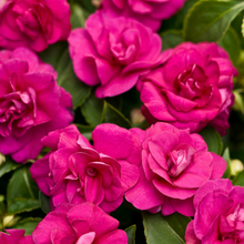 Load image into Gallery viewer, Double Impatiens

