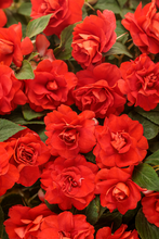 Load image into Gallery viewer, Double Impatiens
