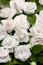 Load image into Gallery viewer, Double Impatiens
