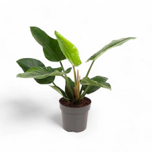 Load image into Gallery viewer, Philodendron &#39;Imperial Green&#39;
