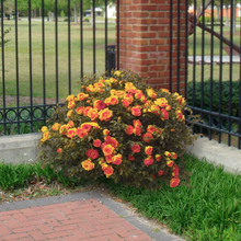 Load image into Gallery viewer, Rose 'Sunblaze Rainbow'
