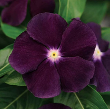 Load image into Gallery viewer, Vinca
