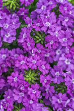 Load image into Gallery viewer, Verbena SUPERBENA®
