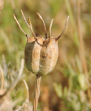 Load image into Gallery viewer, Nigella Black Cumin
