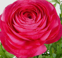 Load image into Gallery viewer, Ranunculus
