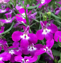 Load image into Gallery viewer, Lobelia 'Riviera Rose'
