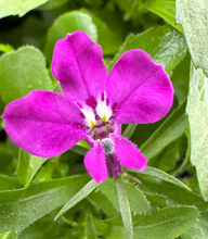 Load image into Gallery viewer, Lobelia 'Riviera Rose'
